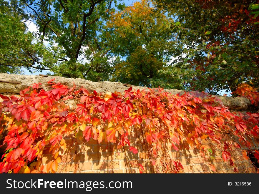 In park autumn, green trees and  red grapes. In park autumn, green trees and  red grapes