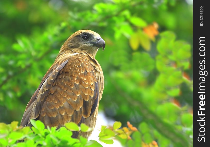 A eagle sitting high and looking