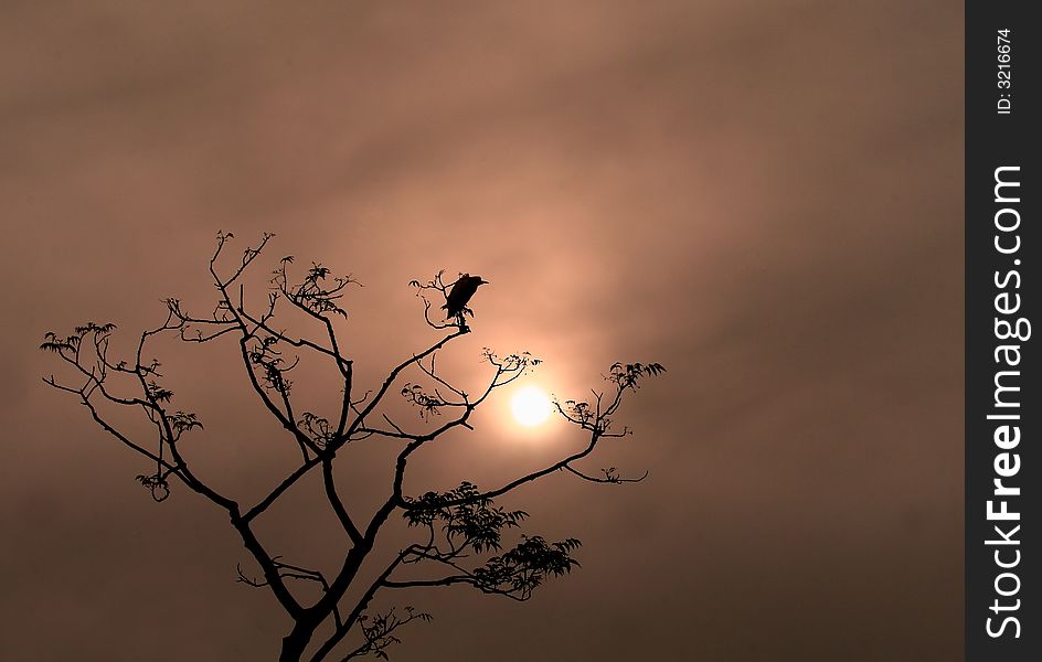 Sun is setting downand a single bird on almost bare tree. the setting sun is framed by the tree and bird sitting on branch. Sun is setting downand a single bird on almost bare tree. the setting sun is framed by the tree and bird sitting on branch