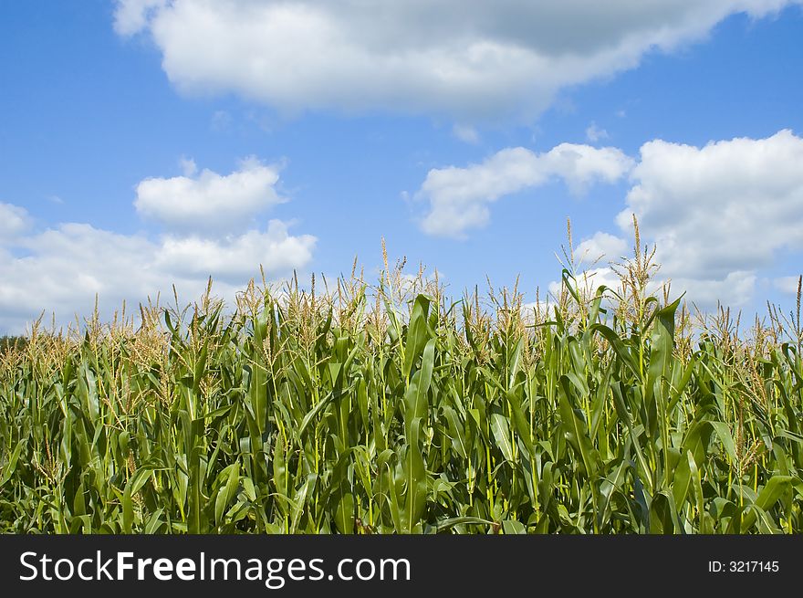 Colorful cloudscape and corn field