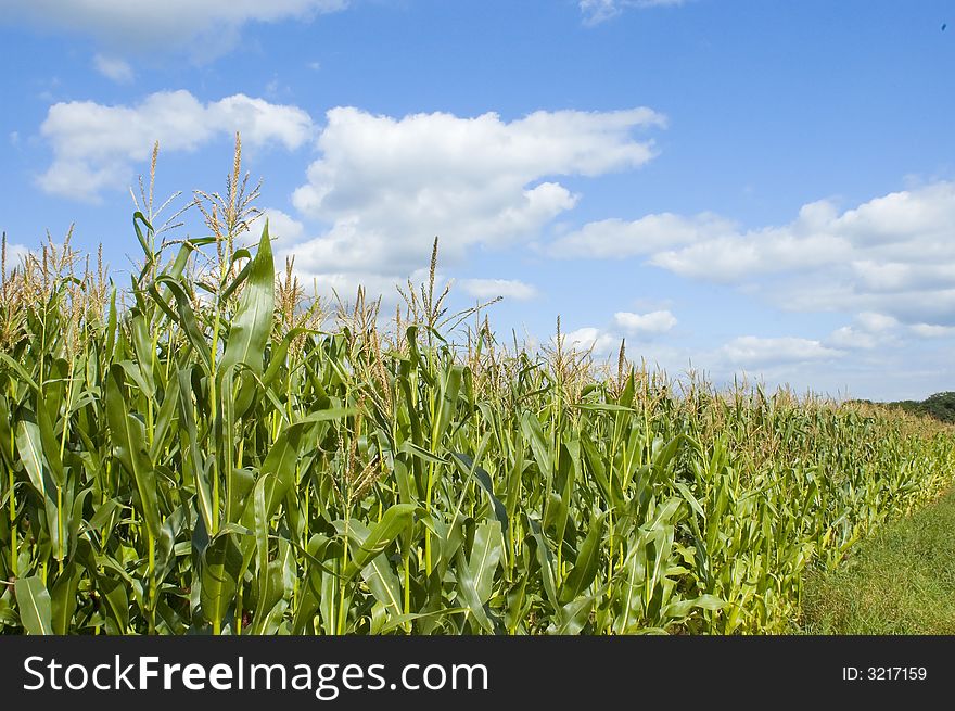 Colorful cloudscape and corn field