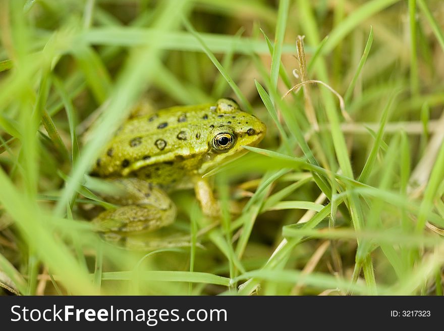 Closeup of frog in the field. Closeup of frog in the field