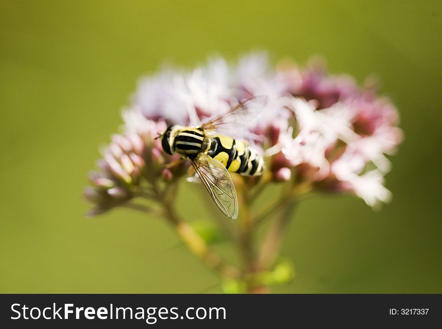 Pink flowers with bee and green background. Pink flowers with bee and green background