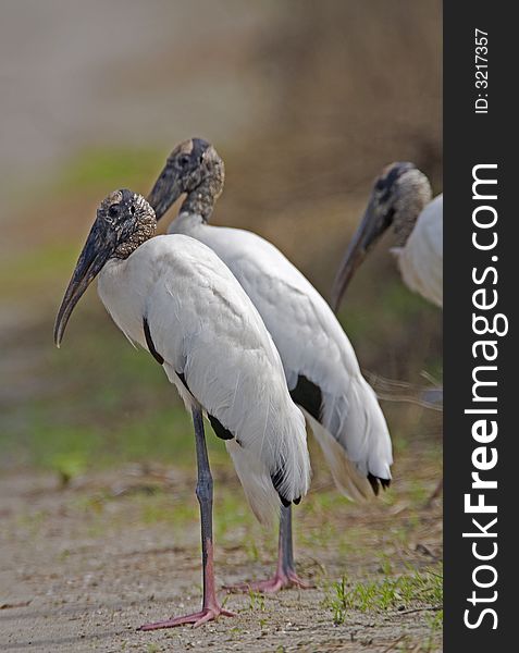 Wood Stork resting on path