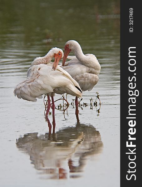 Two White Ibis preening themselves