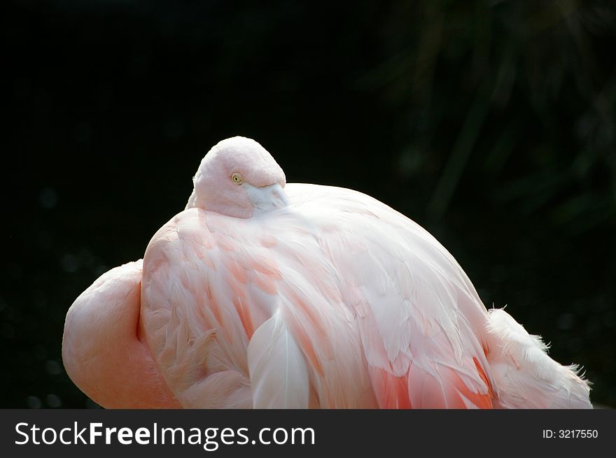 Close up on a pretty pink flamingo sleeping or hiding its face. Close up on a pretty pink flamingo sleeping or hiding its face.