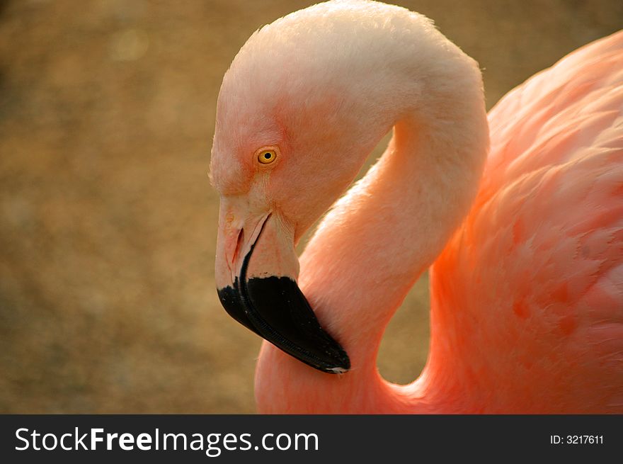 Close up on a pink flamingo. Close up on a pink flamingo