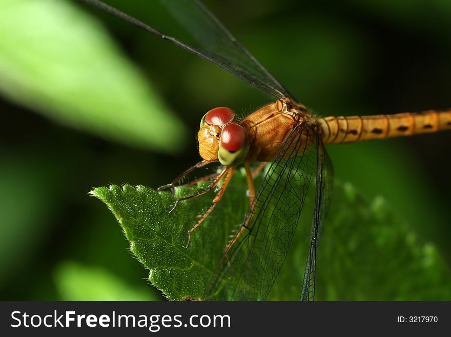 Yellow Dragonfly on top of the Leaf