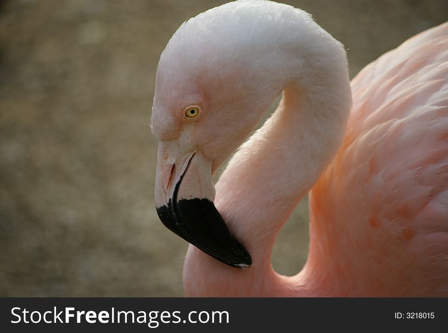Portrait of a nice pink flamingo. Portrait of a nice pink flamingo