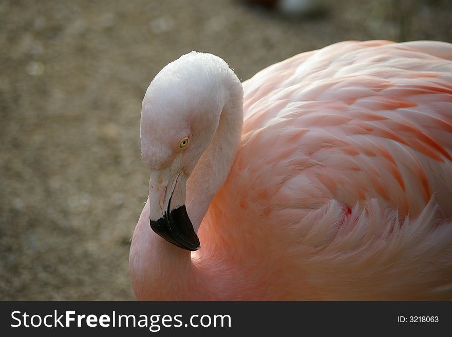 Graceful pink flamingo at the end of afternoon. Graceful pink flamingo at the end of afternoon