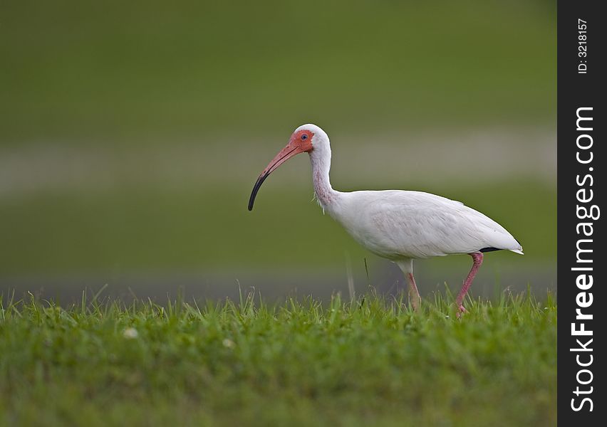 White Ibis looking for food in grass