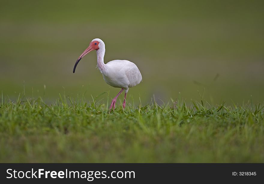 White Ibis looking for food in grass