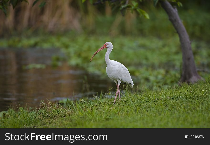 White Ibis