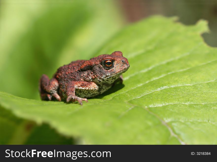 Small toad sitting on green leaf. Small toad sitting on green leaf