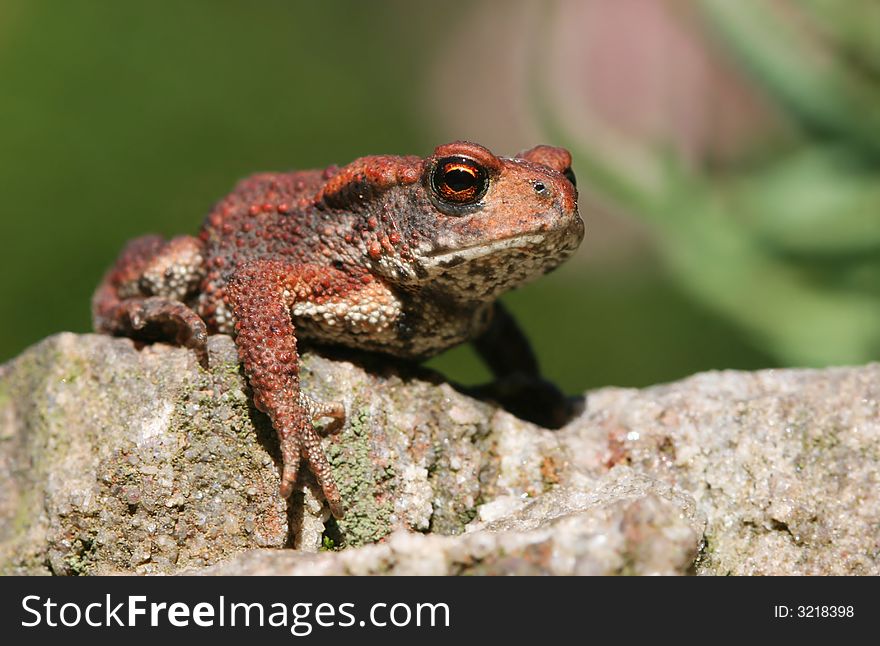 Small toad sitting on rock. Small toad sitting on rock