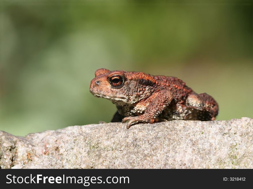 Small toad sitting on rock. Small toad sitting on rock