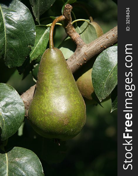 Single Ripe Bosc Pear