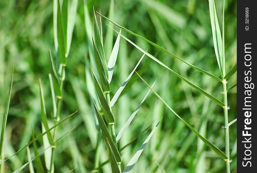 Green grass, close-up image