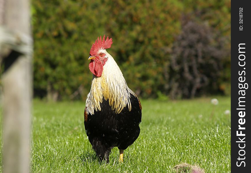 Rooster On Green Grass