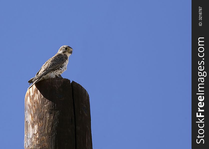 Prairie falcon feeding on bird on top of pole. Prairie falcon feeding on bird on top of pole