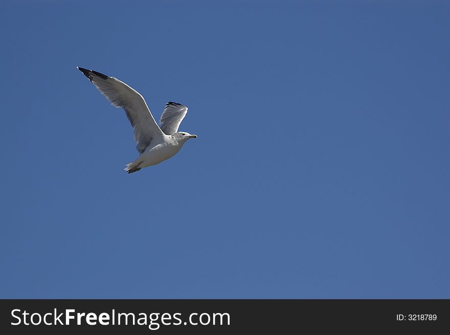 Seagull flying against blue sky