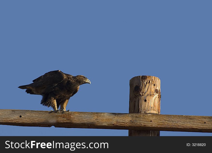 Golden Eagle perched on a post