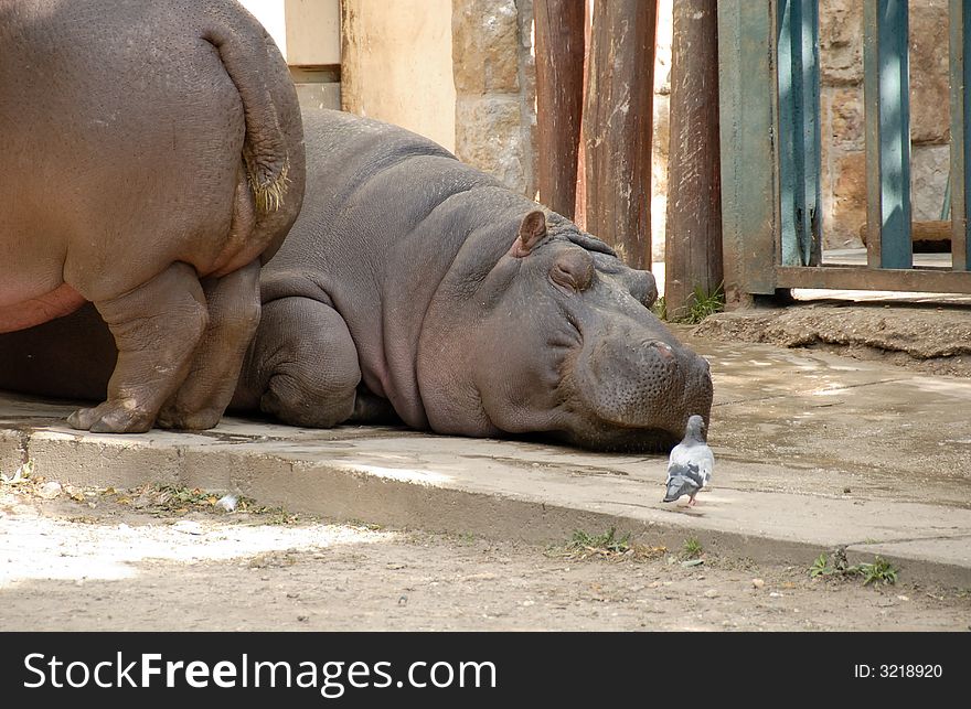 2 hippos in garden with pigeon