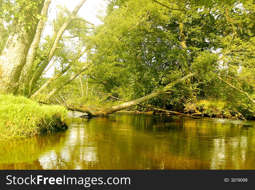 Inside deep luxuriant forest. A source of medical herbs. Inside deep luxuriant forest. A source of medical herbs