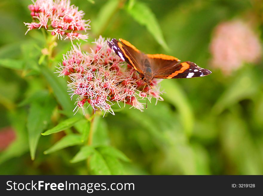 Bright image of beautiful BUTTERFLY sitting on flower ready to take off