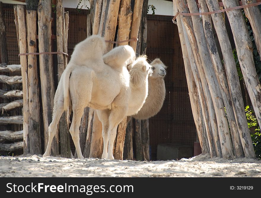 Camel image in the desert. Camel image in the desert
