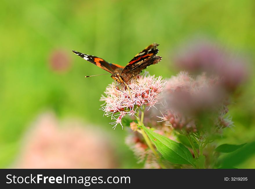 Bright image of beautiful BUTTERFLY sitting on flower ready to take off