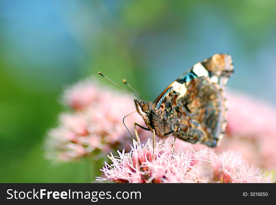 Bright image of beautiful BUTTERFLY sitting on flower ready to take off