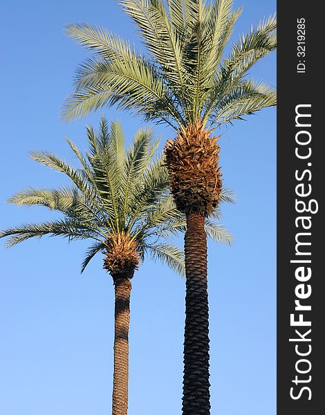 Two palm trees silhouetted against a blue sky. Two palm trees silhouetted against a blue sky.