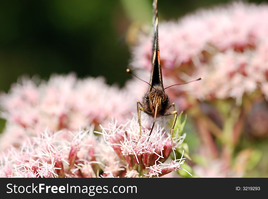 Bright image of beautiful BUTTERFLY sitting on flower ready to take off