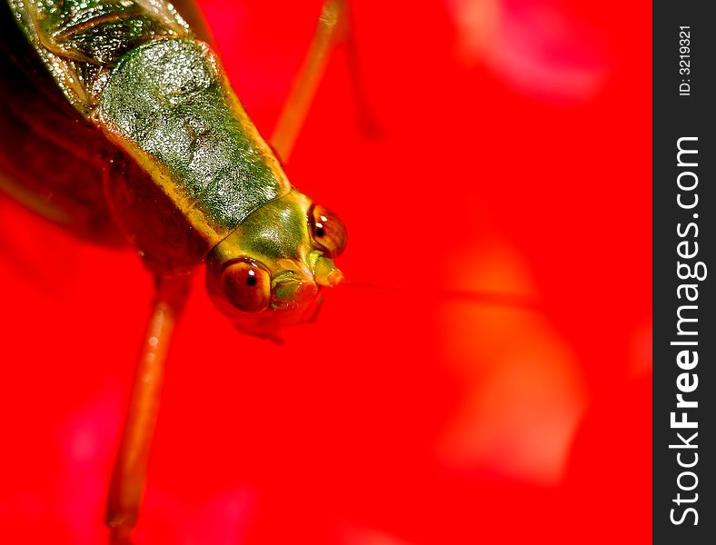 Macro Close up Of green Grasshoppers Face on red Rose. Macro Close up Of green Grasshoppers Face on red Rose