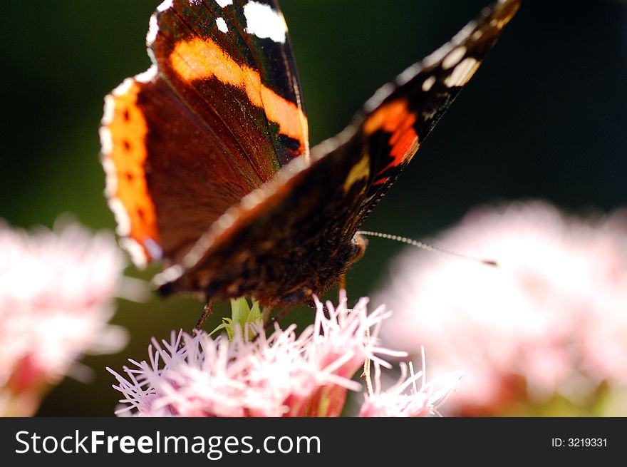 Bright image of beautiful butterfly sitting on flower ready to take off