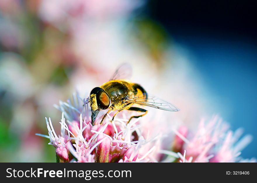 Bright photo of BEE working on flower. Bright photo of BEE working on flower