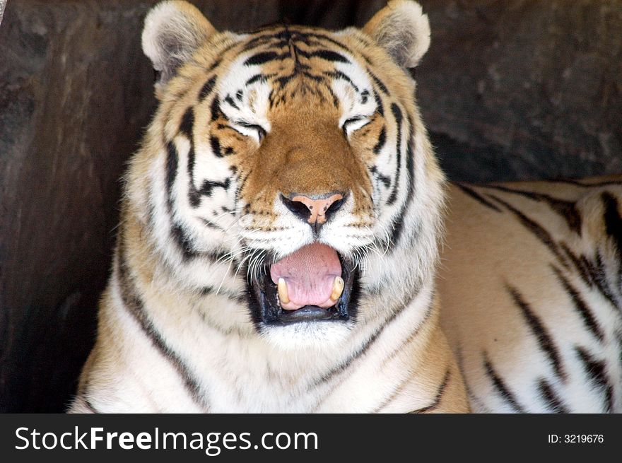 Portrait of a siberian tiger in the zoo. Portrait of a siberian tiger in the zoo