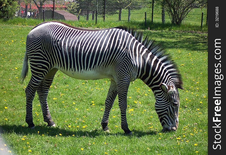 Zebra is pasturing on green field