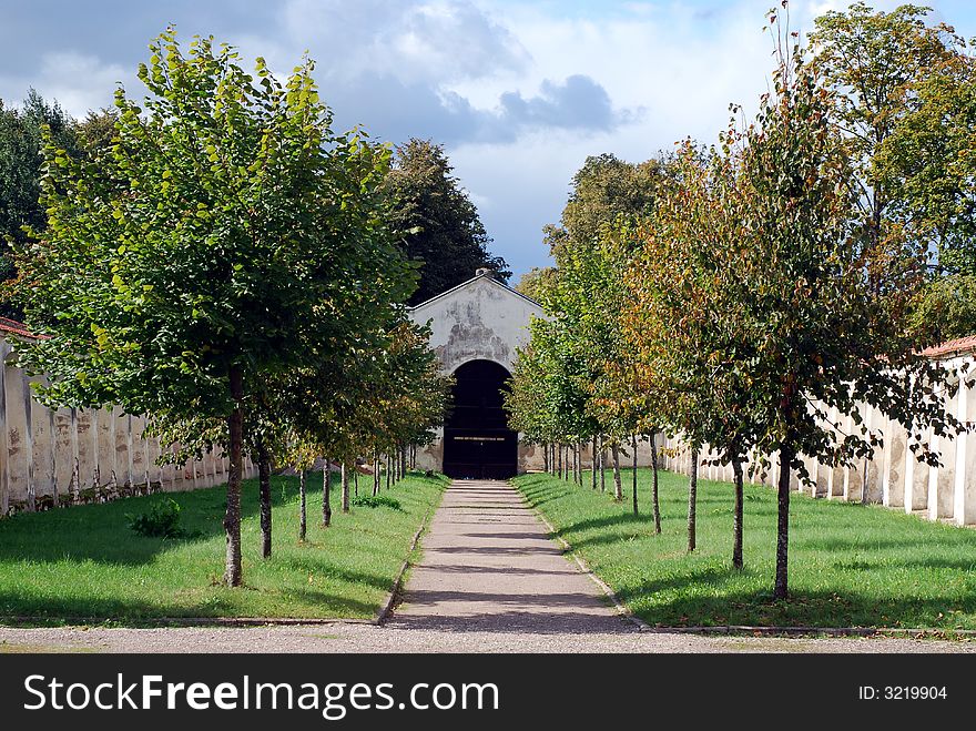 Green trees and nice tree alley