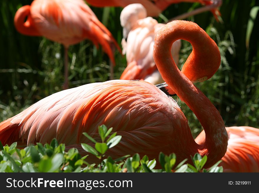 Pink Flamingo Showing its colors and shapes. Pink Flamingo Showing its colors and shapes.