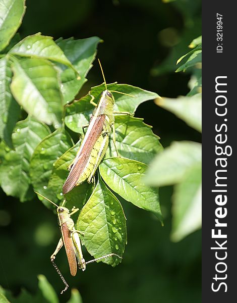 Two grasshoppers on a green leaf