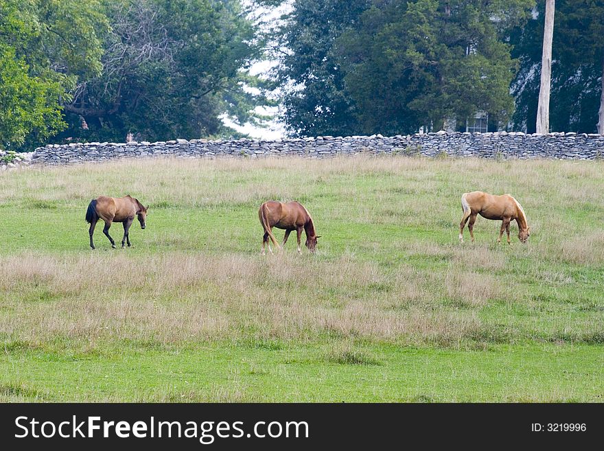 Wide shot of three horses grazing in a field. Wide shot of three horses grazing in a field.