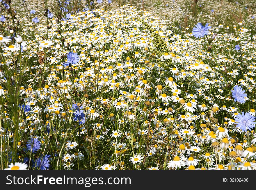 Chamomiles and cornflowers wild flowers meadow