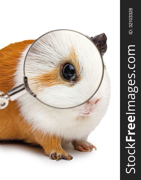 Guinea pig looks throught a magnifying glass on white background