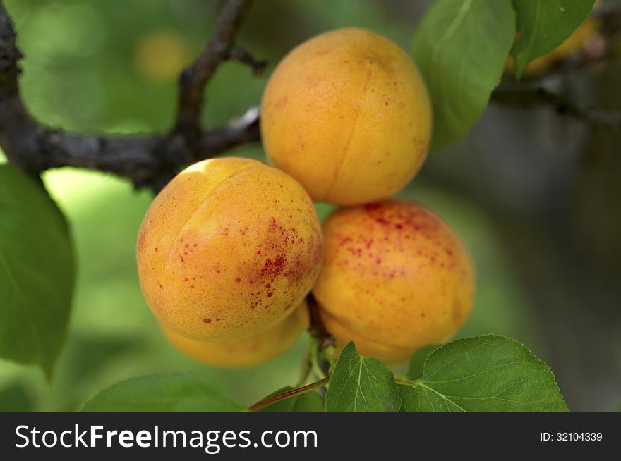 Fresh apricots on the apricot tree. Fresh apricots on the apricot tree.