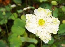 White Water-lily Or White Lotus Royalty Free Stock Image