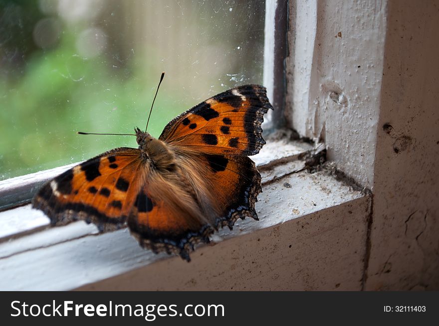 One butterfly by a window
