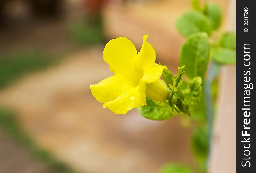 Allamanda, Golden Trumpet Flower in the garden