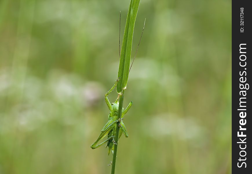 Green grasshopper with long legs and antennas on a bent.